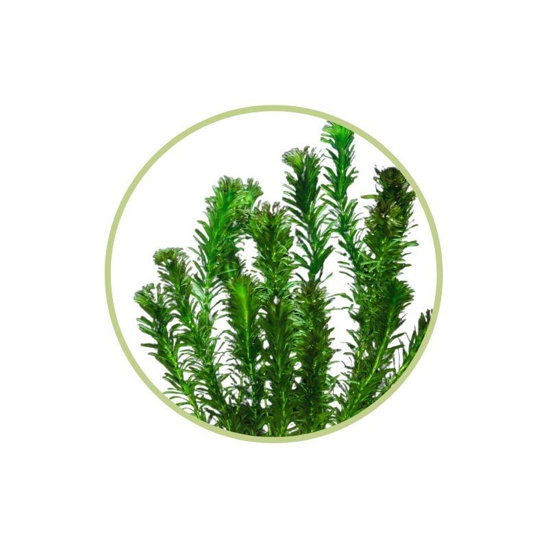 Elodea - planta natural para pecera