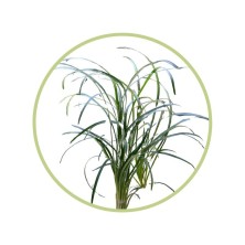 Planta natural para pecera - Aguja