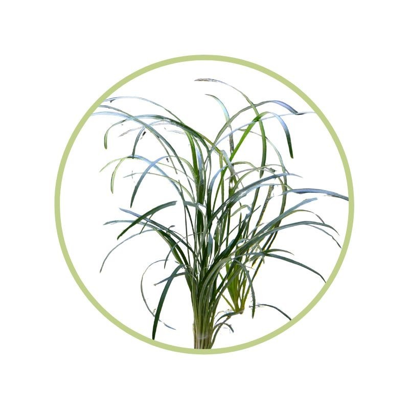 Planta natural para pecera - Aguja