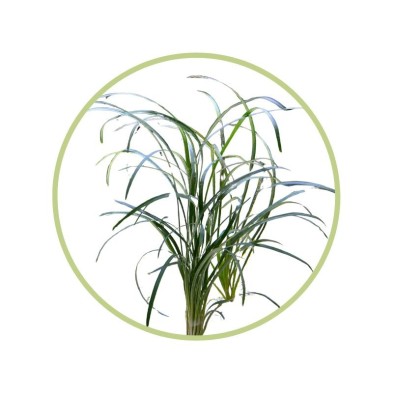 Planta natural para pecera - Aguja
