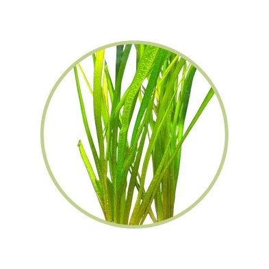 Vallisneria - Planta natural para acuarios
