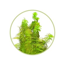 Planta natural Cola de zorro - Acuario Pecera