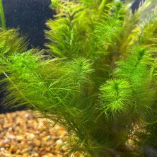 Planta natural Cola de zorro - Acuario Pecera