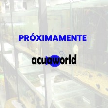 Neocaridina Camaron / Gamba Negro - Acuario Plantado
