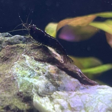 Neocaridina Camaron / Gamba chocolate - Acuario Plantado