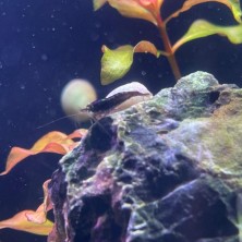 Neocaridina Camaron / Gamba chocolate - Acuario Plantado