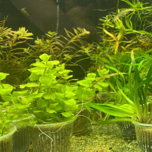 Vale de compra - plantas naturales acuaticas