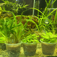 Vale de compra - plantas naturales acuaticas