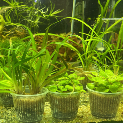 Vale de compra - plantas naturales acuaticas