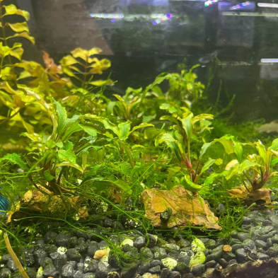 Vale de compra - plantas naturales acuaticas