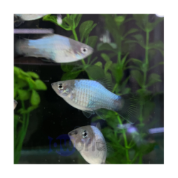 Pez Platy Azul - agua templada