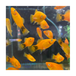Pez de agua templada platy mickey - Acuario Acuaworld