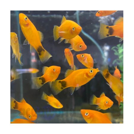 Pez de agua templada platy mickey - Acuario Acuaworld Pez de agua templada platy mickey - Acuario Acuaworld