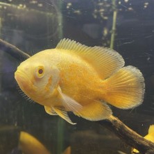 Pez Oscar tigre albino - uno de los peces más inteligentes!