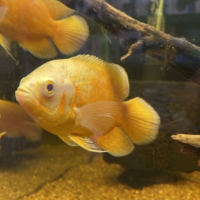 Pez Oscar tigre albino - uno de los peces más inteligentes!