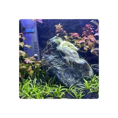 Roca dragón azul Seryu 1kg decoración natural - Aquascaping !