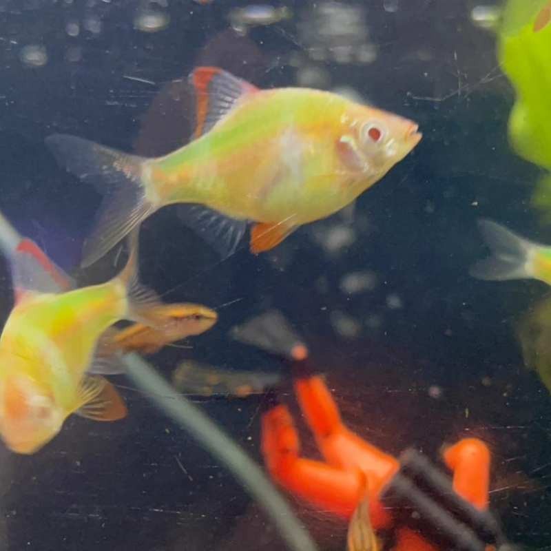 Pez Barbus verde fluor - suma color a tu acuario!