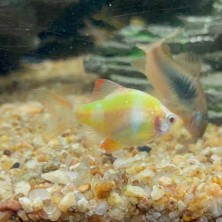 Pez Barbus verde fluor - suma color a tu acuario!