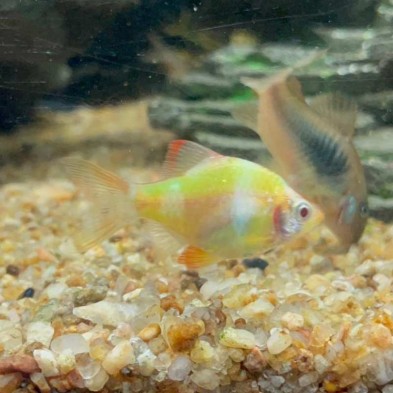 Pez Barbus verde fluor - suma color a tu acuario!