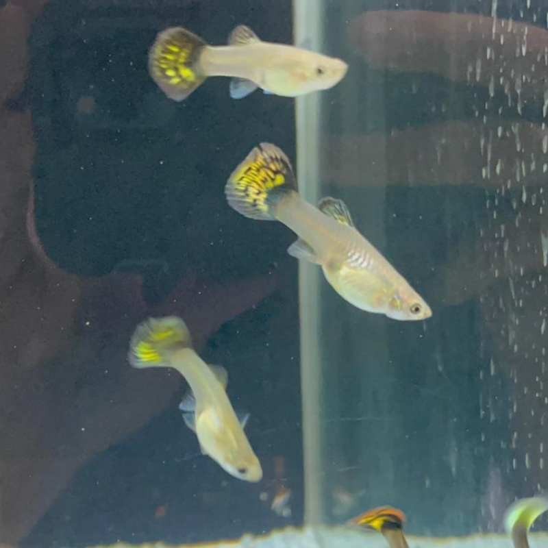 Pez Lebiste o Guppy HEMBRA- Acuario Acuaworld