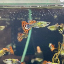 Pez Lebiste o Guppy MACHO - Acuario Acuaworld