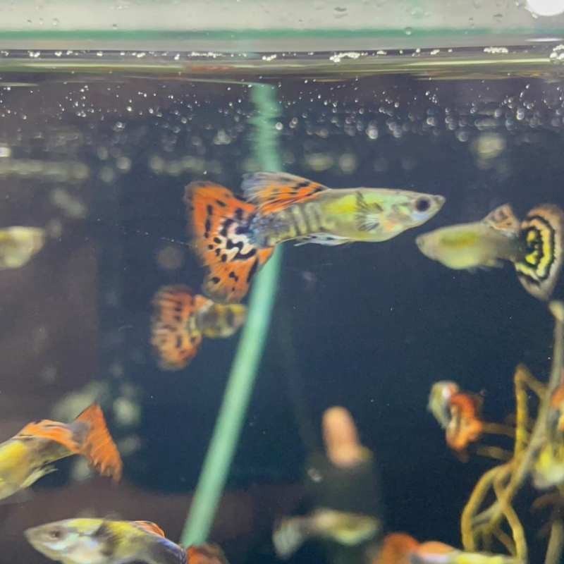 Pez Lebiste o Guppy MACHO - Acuario Acuaworld