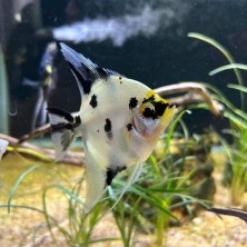 Pez Escalar o ángel - Acuario Acuaworld