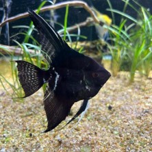 Pez Escalar o ángel - Acuario Acuaworld