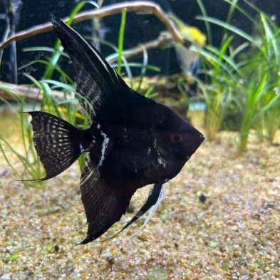 Pez Escalar o ángel - Acuario Acuaworld