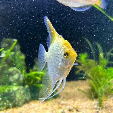 Pez Escalar o ángel - Acuario Acuaworld
