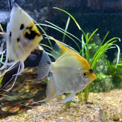 Pez Escalar o ángel - Acuario Acuaworld