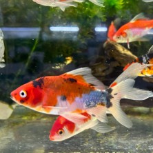 Pez carassius cometa variado agua fría - Acuario Acuaworld