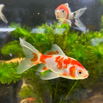 Pez carassius cometa variado agua fría S - Acuario Acuaworld