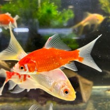 Pez carassius cometa variado agua fría - Acuario Acuaworld