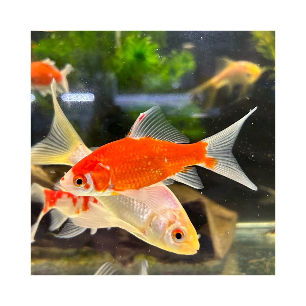 Pez carassius cometa variado agua fría S - Acuario Acuaworld