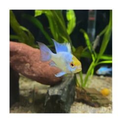 Pez Ramirezi Blue koi - Papiliochromis Ramirezi