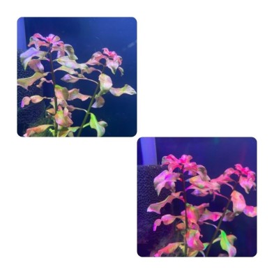 Plafon led multicolor para pecera de hasta 50cm