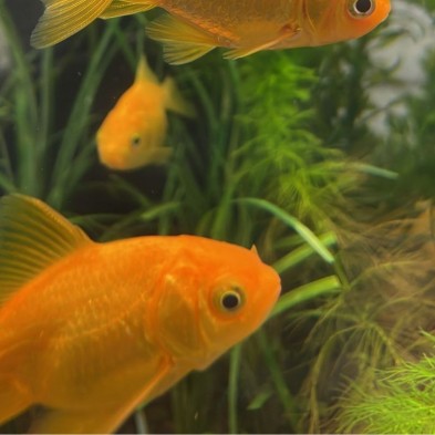 Pez carassius ORO de agua fría - chico