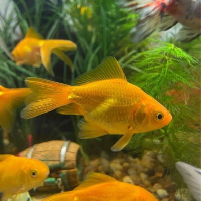 Pez carassius ORO de agua fría - chico