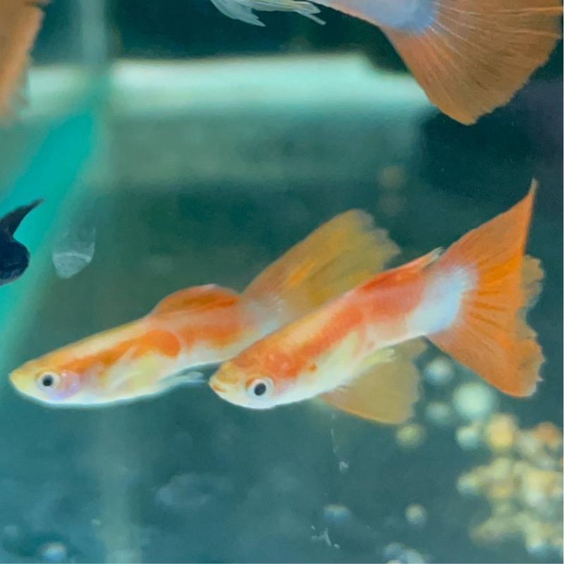 Pez guppy o lebiste FULL RED - agua templada