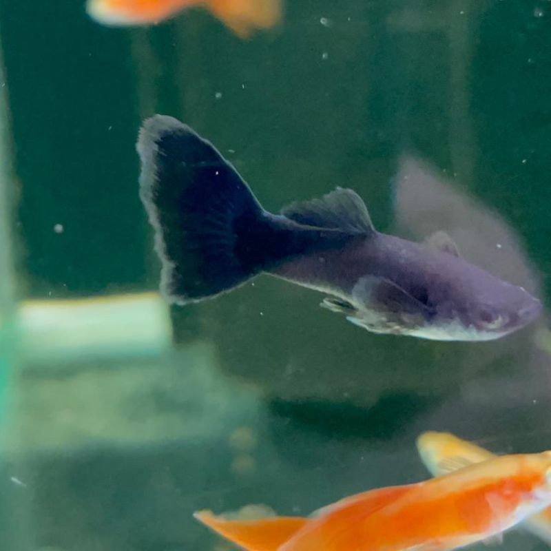 Pez guppy o lebiste FULL BLACK - macho