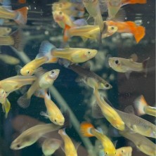 Pez guppy o lebiste FULL BLACK - hembra