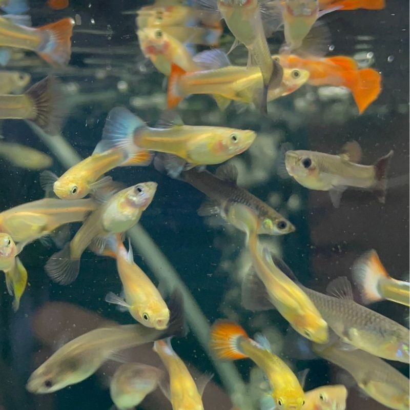 Pez guppy o lebiste FULL BLACK - hembra
