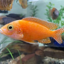 Ciclido Africano Aulonocara Dragon blood - agua tropical