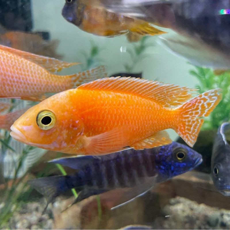 Ciclido Africano Aulonocara Dragon blood - agua tropical