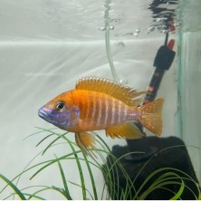Aulonocara Red Flash | Cíclido Malawi Rojo | Guía Completa
