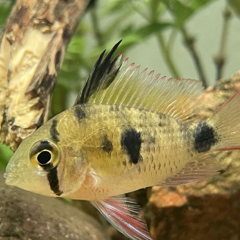 Ramirezi Boliviano ciclido enano - Acuario Acuaworld