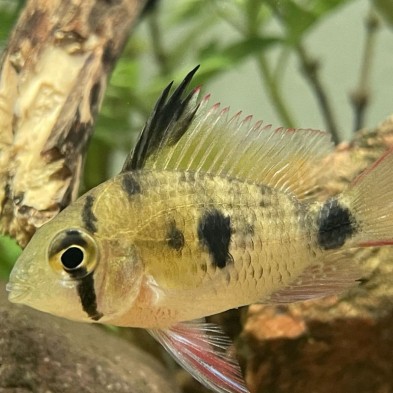 Ramirezi Boliviano ciclido enano - Acuario Acuaworld
