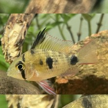 Ramirezi Boliviano ciclido enano - Acuario Acuaworld