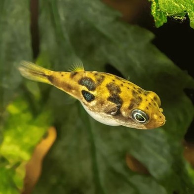 Pez Globo Enano | Pea Puffer | Cuidados y Parámetros